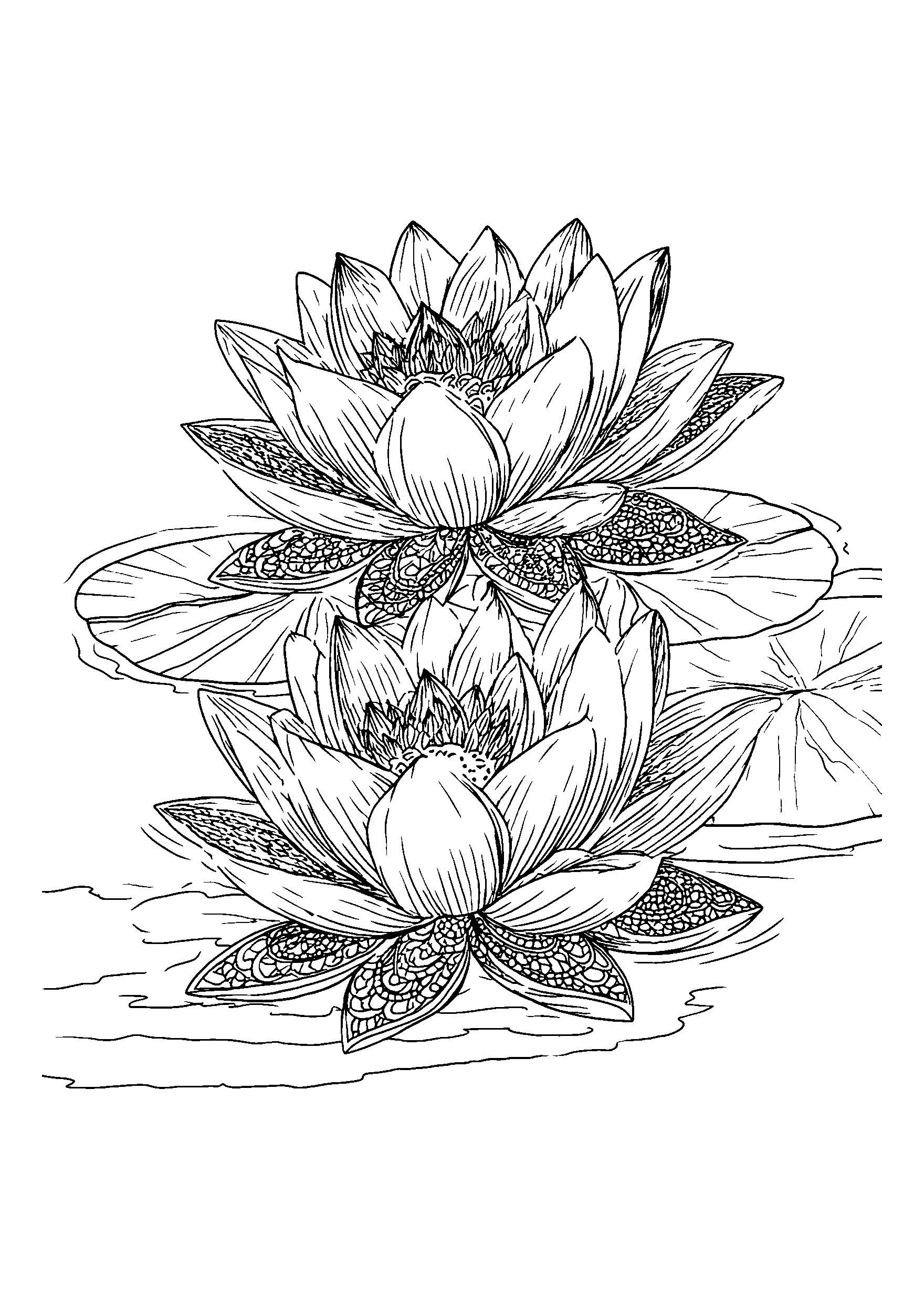 coloriage Delicate Lotus Blossoms Floating on a Calm Pond
