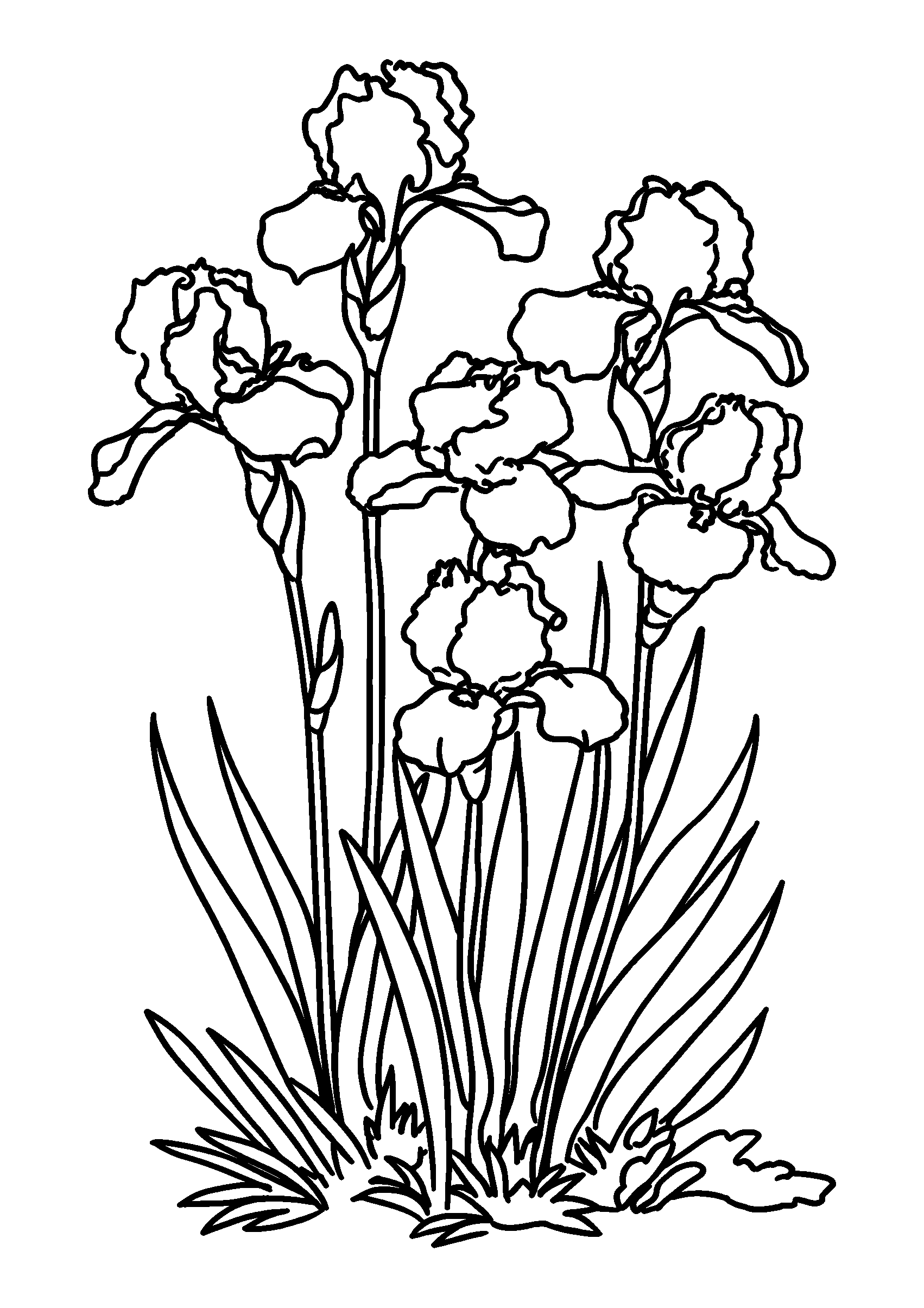 coloriage Cluster of Purple Irises Standing Tall in a Garden