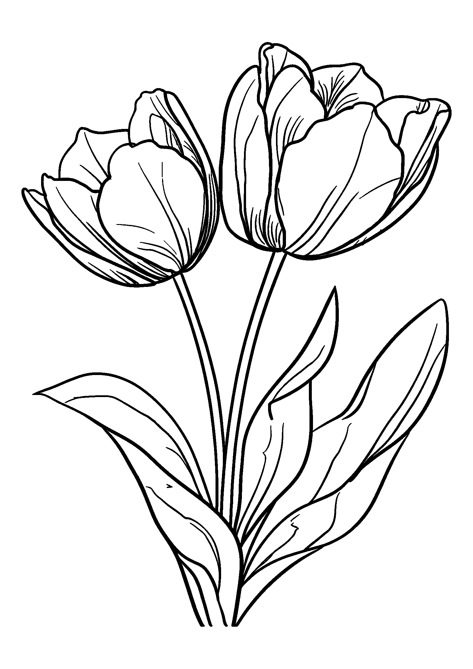 coloriage Pair of Tulips with Drooping Petals in Soft Light
