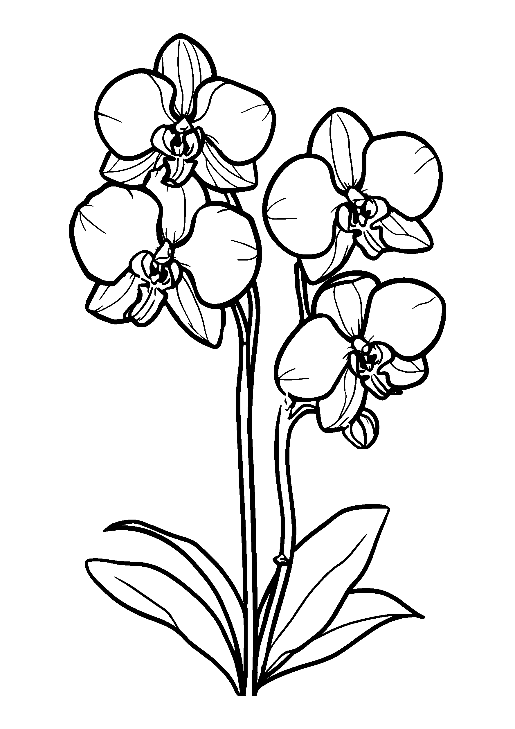 coloriage Elegant Orchids Growing Side by Side