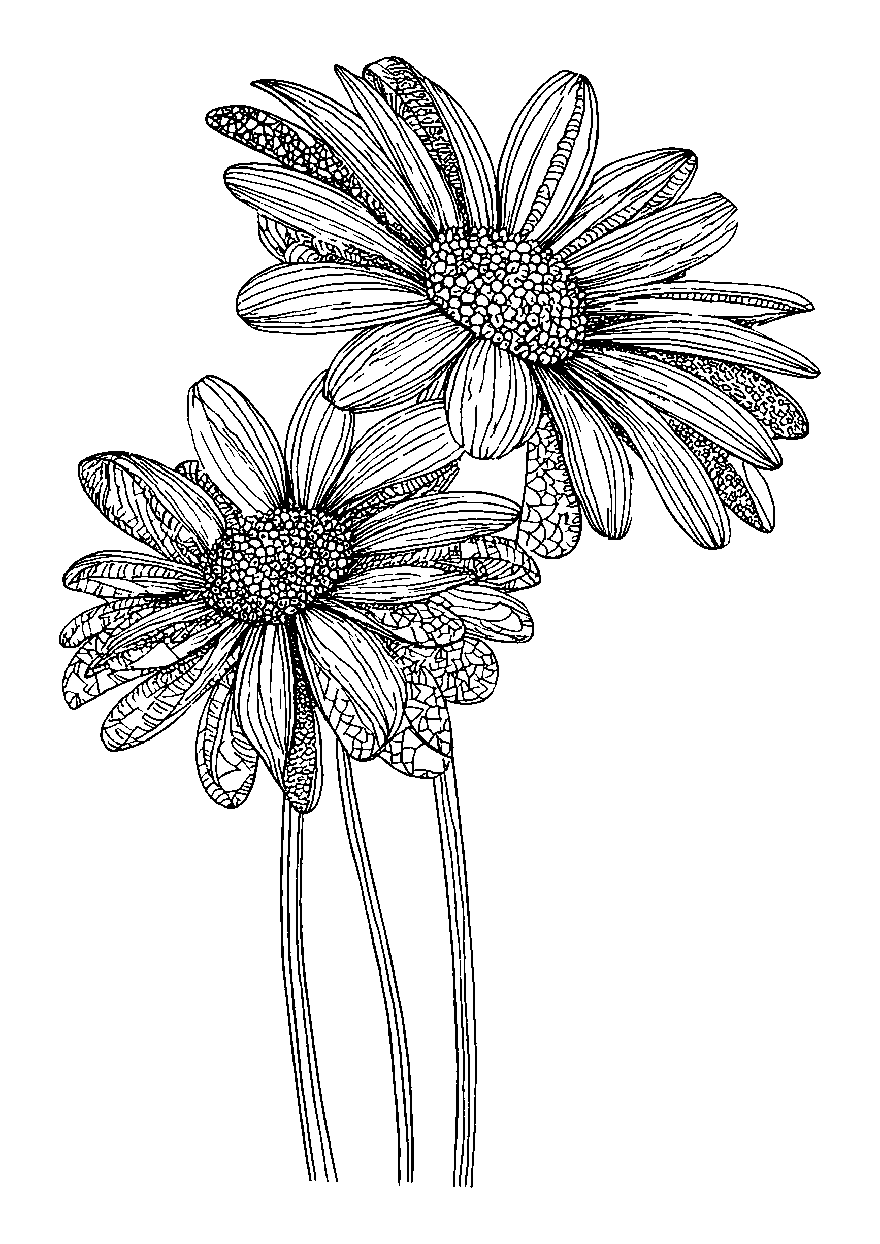 coloriage Daisies Caught in a Gentle Gust of Wind