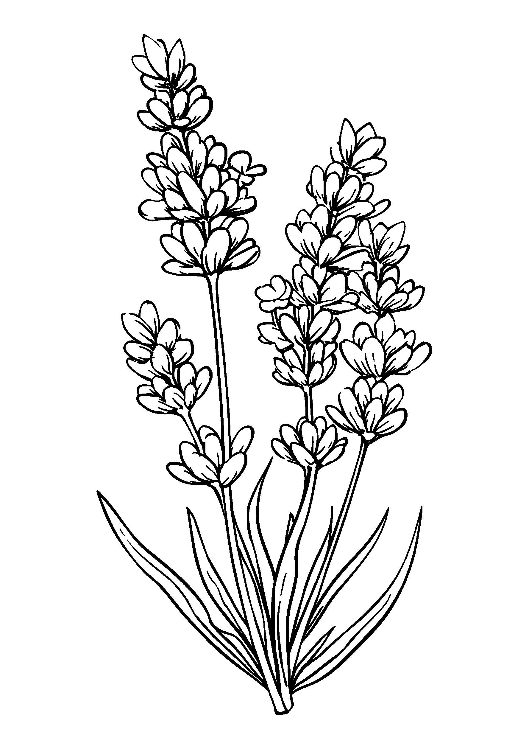 coloriage Entwined Stems of Lavender with Soft Sunlight