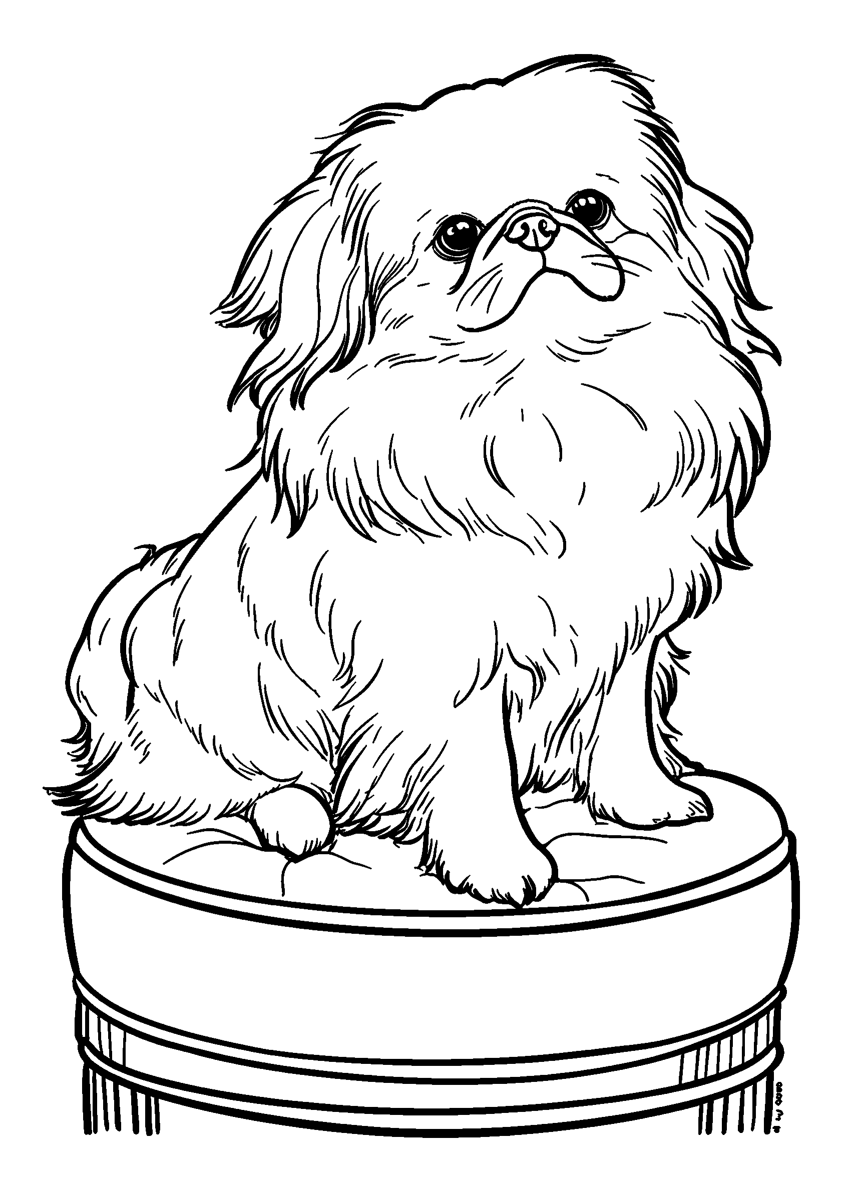 coloriage Pekingese Perched on a Velvet Cushion Looking Regal